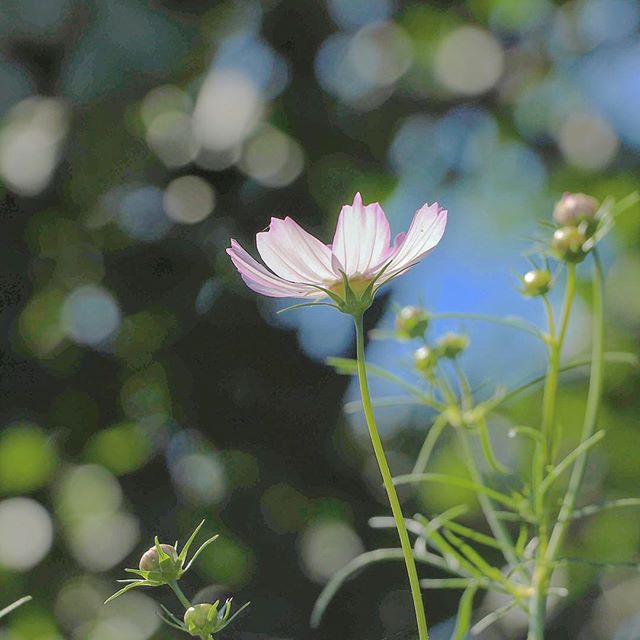 コスモスは透け感のある花弁と風にそよぐ姿が魅力＊しかし、少しの風でも動くので撮るのが難しい＊#コスモス #秋桜 #cosmos #玉ボケ #花 #flower #ザ花部 #植物 #instaflower #ig_flowers#写真好きな人と繋がりたい #ファインダー越しの私の世界